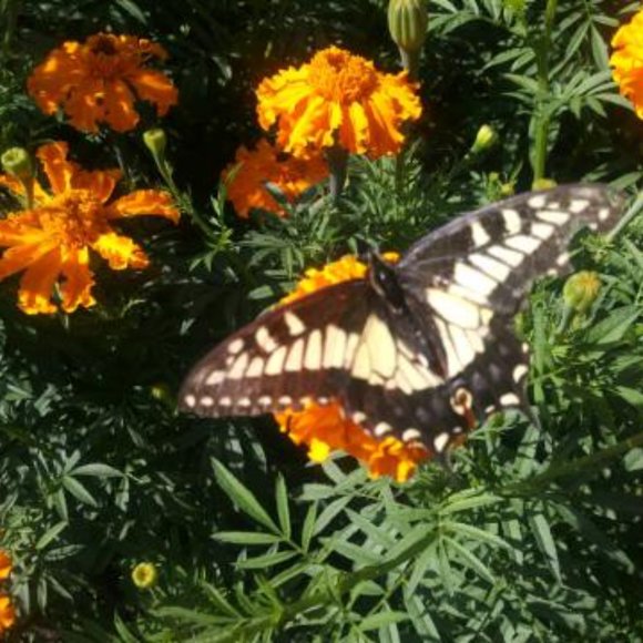 Meet your Posher, Sylvia - Picture 7 of 8